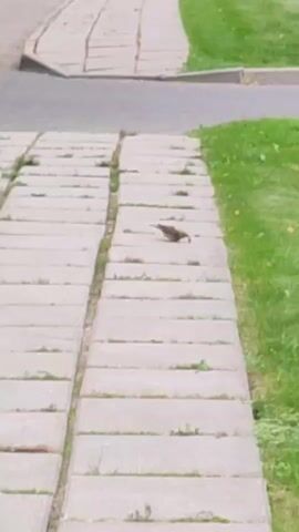 A bird walks on a paved walkway. Grass grows on the side of the walkway.