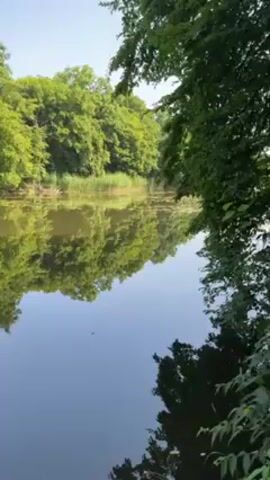 The camera pans to reveal a tranquil, glassy lake reflecting the lush green trees lining its banks. Reeds and other aquatic plants grow along the water's edge. A fishing rod is then cast into the lake, and the camera focuses on the rod and reel held by an unseen person. The reflection of the trees on the lake's surface is still visible.