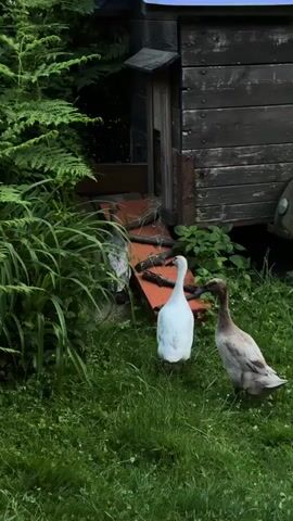 Three ducks are seen in a lush green outdoor setting. A light grey/white duck and a brown duck stand on grassy ground, both facing a rustic wooden structure on the right side of the frame. This structure has a small entrance with a wooden ramp leading up to it, on which several dark, stick-like objects are placed. A third, darker grey/brown duck is partially visible near the entrance of the structure, appearing to be on or near the ramp. The area is rich with various green plants, including ferns and tall grass, suggesting a natural, possibly rural or semi-rural environment. The lighting indicates it is daytime, with no harsh shadows.