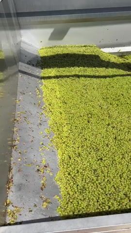 A close-up, high-angle shot shows a large quantity of green grapes filling a metal container. The grapes are piled high, with some spilling over the edge of the container on the left side. Sunlight casts shadows across the grapes, creating a textured appearance. The container appears to be part of a processing facility, possibly for winemaking.