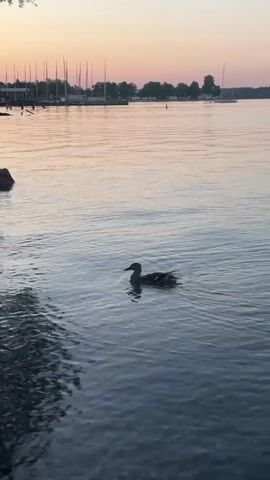 A duck swims in still water near a rocky shore. The sky is a soft gradient of pink and orange, indicating either sunrise or sunset. In the background, a marina with several sailboats and a few trees lines the horizon. The water is calm, with gentle ripples emanating from the duck.