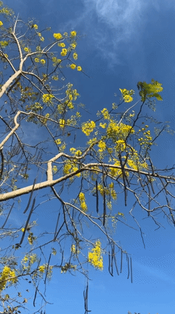 Morning garden walk captured in Nam Nha Trang Ward