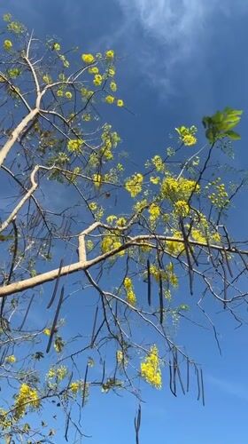 Morning garden walk captured in Nam Nha Trang Ward
