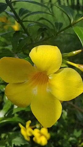 A single yellow flower is in focus, with five petals. The center of the flower is a lighter yellow with orange markings. The flower is surrounded by green leaves and stems. In the background, there are more yellow flowers and green foliage. The lighting suggests it is daytime, with sunlight filtering through the leaves.