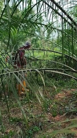 This is a short, vertical video clip filmed in a dense tropical environment, likely an oil palm plantation in Mesjidpirak, Indonesia. The foreground is dominated by the drooping fronds of oil palm trees, creating a natural frame and partially obscuring the scene beyond.

The primary subject is a person, seen from the waist up, positioned amidst the foliage. They are wearing a dark-colored hat and a maroon shirt, with yellow boots visible on their feet. A backpack sprayer is strapped to their back, suggesting they are engaged in some form of agricultural work, possibly spraying pesticides or fertilizers. The person appears to be actively working, bending slightly as they maneuver through the vegetation.

The setting is a lush, green, and overgrown area. Sunlight filters through the dense canopy, indicating it is likely daytime, though the exact time is not discernible. The overall impression is of a humid, tropical climate. The activity appears to be routine agricultural maintenance. There is no visible text in the video. The image conveys a sense of labor in a natural, rural environment.