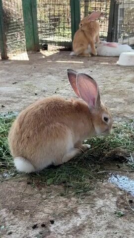 This video shows several rabbits in an outdoor enclosure. The enclosure has a dirt floor and is surrounded by a wire fence with green metal posts. In the foreground, a light brown rabbit is sitting and eating grass. In the background, two more rabbits are visible. One is a light brown rabbit standing behind another rabbit. Behind them, a white rabbit is lying down. There are also white plastic containers in the background. The lighting suggests it is daytime.