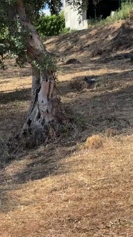 This is a video clip featuring a large, ancient olive tree with a gnarled and hollowed trunk. The tree is situated on a dry, grassy slope in Castelo Branco, Portugal. The ground is covered with dried grass and some scattered rocks. In the background, a modern building with white walls is partially visible on the hillside.

There are two small birds foraging in the dry grass. One bird, appearing to be a partridge, is mostly visible in the middle ground of the frame, near the base of the olive tree. It has dark and light plumage. A second bird, smaller and with white and dark markings, is visible further up the slope.

The scene is bathed in sunlight, suggesting it is daytime, likely late morning or early afternoon, given the shadows cast by the tree and the brightness of the illumination. The environment appears arid, indicative of a warm, dry climate. The overall mood is tranquil and naturalistic, focusing on the rustic beauty of the landscape and the wildlife. There is no visible text in the video.