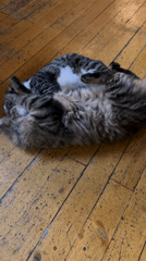 Cats play and rest in Bulgarian establishment