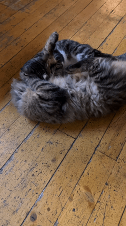 Cats play and rest in Bulgarian establishment