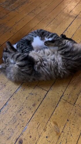 Cats play and rest in Bulgarian establishment