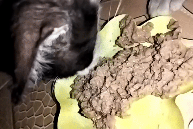 Pets, snacks, and backyard play at a Subang home