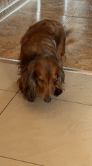 Man shares morning moment with affectionate dachshund in Krasnoyarsk