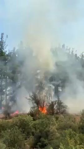 The video shows a forest fire, with flames visible among the trees and dense smoke filling the air. The fire appears to be spreading across the ground, igniting bushes and low-lying vegetation. In the foreground, there are green shrubs and dry ground. The background is dominated by taller trees enveloped in smoke. The sky is visible above, partially obscured by the smoke.