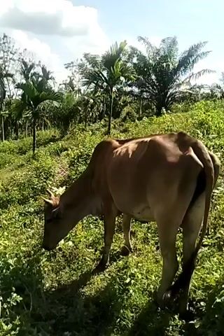 The video shows a brown cow grazing in a lush, green field with various trees and vegetation. The sky is partially cloudy.  A man is seen working on a hill in the background, using a tool to clear vegetation. He appears to be wearing dark clothing and a hat. The cow grazes near the bottom of the frame while the man works on the hillside behind it.