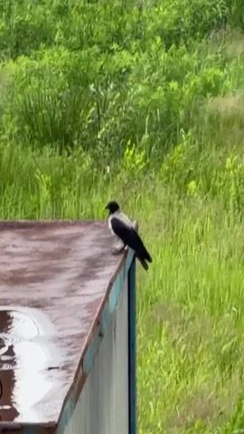 A bird with black and grey plumage sits on the edge of a rusty metal surface, possibly a roof or container, with its body facing to the right and its head turned slightly to the left. The background is a dense field of green vegetation. The bird then lifts off from the surface and flies away to the left, its wings blurred from the motion. The lighting suggests it is daytime, and the scene appears to be outdoors.