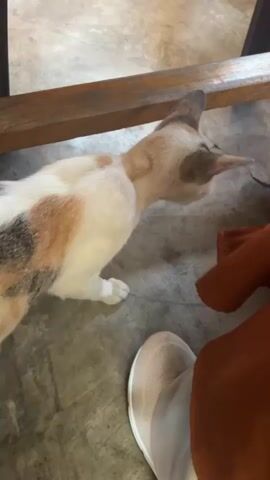 A calico cat is on a concrete floor next to a wooden table leg. The cat is facing to the right, with its head lowered. A person's legs are visible in the foreground, wearing orange pants and beige shoes. The cat appears to be sniffing or interacting with the person's pants. The lighting is dim.