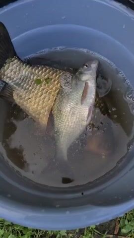 A high-angle, close-up shot shows two fish in a blue bucket filled with murky water. The larger fish, on the left, is mostly submerged and its scales are visible. The smaller fish, on the right, is closer to the surface and its body is illuminated by overhead lighting. The water has some bubbles on the surface. The bucket is sitting on a surface that appears to be grass.