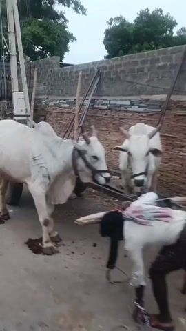 The video shows a cow standing on a street, facing away from the camera. Behind the cow is a utility pole with an electrical transformer. To the left of the pole, a white pickup truck is parked. The truck has a yellow bumper and a cage-like structure in the back. The street appears to be unpaved. The cow defecates on the ground. The truck is then shown from a slightly different angle. The video then focuses on the side of the truck. A person can be seen riding a motorcycle in the distance on the left.