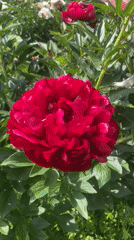 Woman documents blooming peony garden visit in Vladivostok Russia