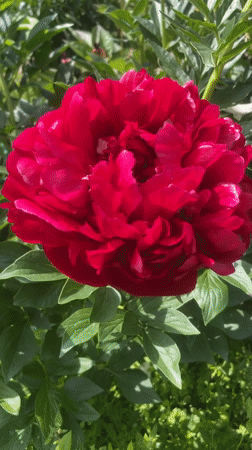 Woman documents blooming peony garden visit in Vladivostok Russia
