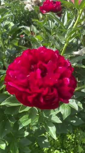 Woman documents blooming peony garden visit in Vladivostok Russia