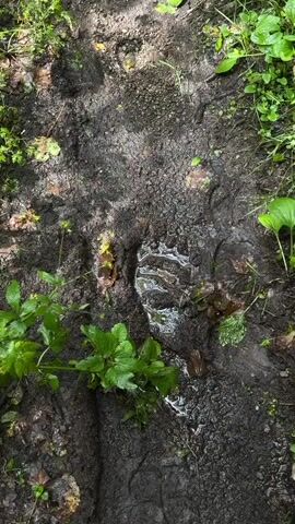 A close-up, top-down view of a muddy trail with visible footprints. The footprints are partially filled with water, reflecting the surrounding greenery. Lush green plants and leaves are visible on both sides of the trail. The overall impression is of a damp, natural environment.
