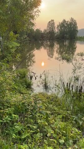 The video displays a serene, natural scene at dusk or dawn. The sun, a bright orb, is reflected on the surface of a tranquil body of water, casting a warm, golden glow. The water is surrounded by lush green vegetation, including tall grasses, reeds, and leafy plants. In the background, a line of trees forms a natural border, their reflections mirrored in the water. The overall impression is one of peace and natural beauty. There are no people or animals visible in the video.