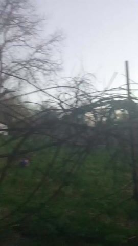 The video shows a view through a tangle of bare tree branches, with a lawn visible beyond. The sky is overcast and pale.  There is a wooden post visible amongst the branches. On the lawn, there is a partially visible plastic container and a multi-colored ball.  Buildings are seen indistinctly in the background.  The camera appears to be handheld and unsteady.