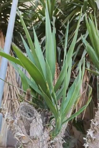 The video pans across a cluster of Yucca plants, also known as Spanish Daggers, with their characteristic long, sharp, green leaves. The plants are growing out of thick, woody trunks, some of which appear old and weathered. Some of the older leaves are brown and dry, giving a rustic feel to the scene. The background is blurred, but suggests an outdoor environment with some structures or fencing, possibly a garden or a courtyard. The focus is clearly on the architectural form of the Yucca plants, highlighting their sculptural qualities and their ability to thrive in various conditions.
