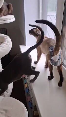 In a domestic setting, likely a home in Taptykovo, Russia, two cats are interacting on a windowsill. One cat, a Siamese or similar breed, is facing away from the camera, wearing a blue diaper. Its tail is held high, curving over its back. The other cat, a dark grey feline, is positioned in front of the Siamese, facing the Siamese's rear. It appears to be lunging or reaching towards the diapered cat, with its tail also curled. The background shows a window with a view of what appears to be overcast skies and possibly some rooftops or trees outside. Inside, the windowsill is white, and there are cat furniture elements visible, including a white plush bed and a sisal-covered cat tree. The lighting suggests it is daytime, but the overcast weather contributes to a muted ambiance. The interaction between the cats could be playful, curious, or territorial. There is no visible text in the media.