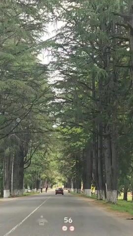 A red car drives down a long, straight road lined with tall evergreen trees on both sides, forming a canopy overhead. The trees have white painted bases. A person rides a bicycle on the left side of the road, moving in the opposite direction to the car. Another person is walking on the left side of the road as well. The sky is bright and overcast. A digital overlay in the bottom center of the screen shows numbers changing from 56 to 57. The camera moves forward smoothly, simulating driving.