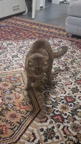 A brown tabby cat is sitting on a patterned rug in a room. The cat turns its head to the left, then stands up and walks to the right, its body blurred due to movement. The rug has red, cream, and gold patterns. In the background, there is a white cabinet with drawers and a light-colored wall. A portion of a gray sofa is visible on the right side of the frame.