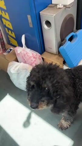 The video shows a small, black, curly-haired dog with some brown markings on its face. The dog is standing in what appears to be a cluttered garage or workshop. There are various objects around, including a blue container, a white machine, a cardboard box, and some other unidentifiable items. The floor is gray and appears to be smooth. The camera focuses on the dog and moves slightly as it turns around. At one point, a person's leg with a white shoe and sock comes into view. The overall lighting is somewhat dim.