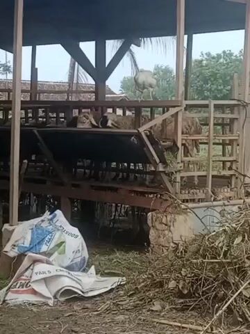 A video shows an outdoor enclosure that appears to be for livestock, possibly goats or sheep, with multiple levels constructed from wood. Some animals are visible on the upper levels. In the foreground, there are two large bags, one white with blue and green writing, and another partially visible blue tarp. Dried leaves and grass are scattered around the ground. A duck with black and white markings walks in the lower left portion of the frame. A white bird, possibly a chicken or turkey, is perched on one of the upper levels. The overall environment seems to be rural, with trees and some sort of building visible in the background. The lighting suggests it is daytime, possibly overcast.