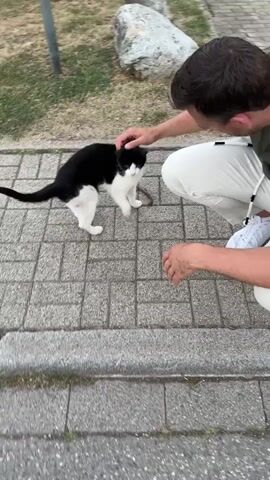 A person's hand pets a black and white cat on the head and cheek. The cat is standing on a paved walkway. Another person's hand is visible petting the cat from behind its head. The background is out of focus and appears to be grass and a rock.