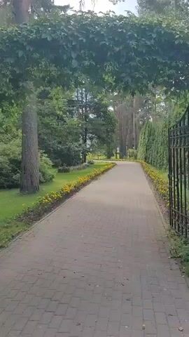 The video shows a paved walkway lined with yellow flowers on both sides. Tall green trees and hedges border the walkway, with a black metal fence visible on the right side. The sky is overcast with clouds. The walkway appears to be in a park or garden setting.