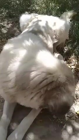 The video displays a large white dog with brown markings on its face. The dog is outdoors, on a dirt path with some scattered leaves and grass. The dog appears to be sniffing the ground and moving around. Sunlight filters through trees, casting shadows on the ground. In the background, there are some wooden structures and a stone wall. The camera is held by a person, as evidenced by the movement and angle of the footage.