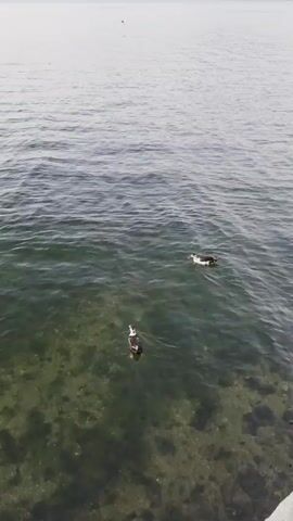 The video shows a tranquil scene of two ducks swimming in a body of water, likely a lake or a calm sea, given the location context of Milas, Turkey. The water is clear enough to see the rocky, algae-covered bottom in the foreground, creating a green, murky effect. The water surface is gently rippling, suggesting a light breeze or the movement of the ducks.

The ducks are dark with white markings, and they are swimming in different directions. One duck is closer to the camera and is facing left. The other duck is further away and is swimming to the right. The overall mood of the video is peaceful and serene, with the focus on the natural beauty of the environment and the quiet activity of the birds.

In the background, the water stretches out to meet a hazy, distant shoreline, characterized by a light-colored, muted landscape that could be hills or mountains. The sky is overcast, contributing to the soft, diffused light and the muted color palette of the scene. The time of day appears to be daytime, possibly late morning or early afternoon, given the even lighting. There is no visible text in the video. The scene is devoid of human presence, emphasizing the natural state of the location.