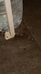 Crawfish spotted on cement floor in Chongqing industrial area
