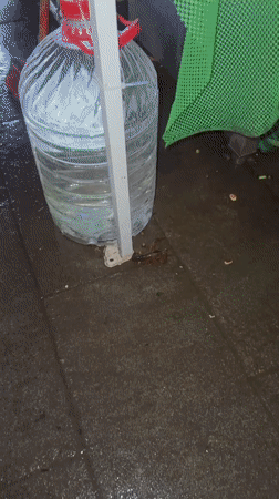 Crawfish spotted on cement floor in Chongqing industrial area