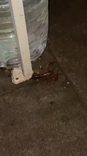 Crawfish spotted on cement floor in Chongqing industrial area