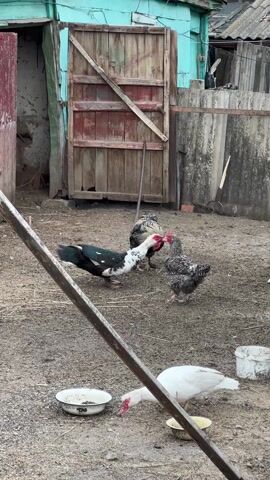 The video shows a dirt-covered yard with a weathered wooden building in the background. The building has a teal trim and a large, rustic wooden door. To the right, a concrete fence runs along the edge of the yard.

In the foreground, several fowl are present. A black and white Muscovy duck stands near a rooster and a speckled hen. A white duck pecks at food in a small bowl. There are three bowls filled with food near the white duck. A metal bar is angled across the lower left of the frame, partially obstructing the view. 

The scene appears to be a rural farmyard, showing chickens and ducks feeding.