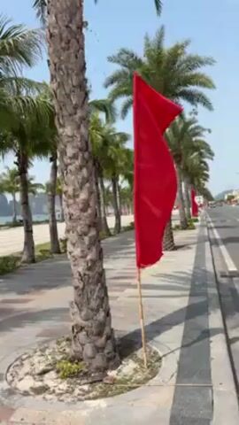The video shows a row of palm trees lining a sidewalk next to a road. Red flags are planted in the ground near the base of each tree. The flags are rectangular and sway in the wind. The road runs parallel to the sidewalk and appears to be a coastal route with a beach visible in the background. The sky is clear and blue.