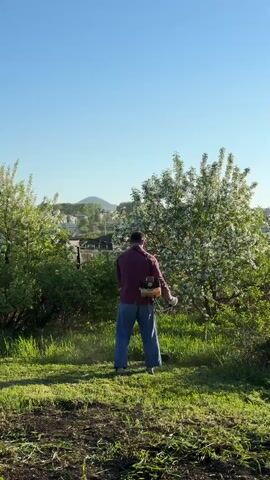 In an outdoor setting under a clear blue sky, a man is seen from behind, operating a string trimmer or brush cutter. He wears a maroon shirt and blue pants, with the engine of the trimmer mounted as a backpack. He is actively cutting tall green grass in what appears to be a field or large garden area.

To his left and right are trees with white blossoms, suggesting it is spring. Further in the background, there are green bushes, more trees, and distant buildings, possibly houses, nestled among hills. The sun casts shadows, indicating either early morning or late afternoon. The ground in the foreground shows patches of freshly cut or disturbed earth. The man moves rhythmically, clearing the overgrown vegetation with the powered tool. The location is contextualized as Zykova, Russia.