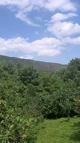 The video shows a handheld shot looking up at a dense forest with a clear blue sky and scattered white clouds above. The trees are lush and green, with a winding path visible through the foliage in the lower right corner. The camera pans slightly to the left and right, offering a panoramic view of the natural landscape. The overall impression is one of peaceful, undisturbed nature.