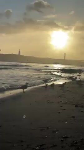 The video shows a beach at sunset. The sun is low on the horizon and partially obscured by clouds. A bridge and a tall structure can be seen silhouetted against the sun. The beach is sandy and there are waves gently breaking on the shore. Several seagulls are standing on the beach and some are flying in the sky.