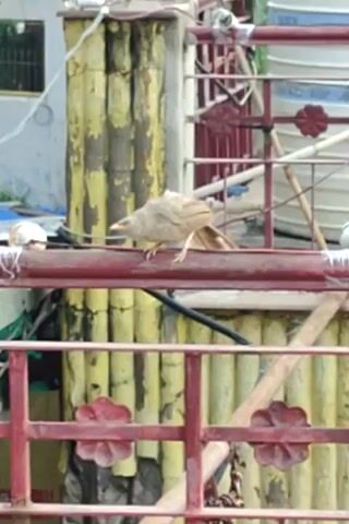A light brown bird hangs upside down from a metal pole. The bird's head is lowered as if it is looking for something. The background is blurry but appears to be an urban environment with buildings and vegetation. The video is filmed at an angle, making it difficult to discern fine details.