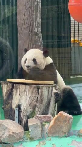 A giant panda sits on a tree stump in an enclosure, eating an orange carrot. The panda has black markings around its eyes and ears, and a black and white coat. It is resting its arms on a wooden surface in front of it. The enclosure appears to be a zoo or sanctuary, with a glass barrier visible in the foreground. Rocks and moss are scattered around the base of the stump. In the background, a large tire and part of a red structure are visible, along with fencing. The lighting is somewhat dim, suggesting it might be indoors or an overcast day.