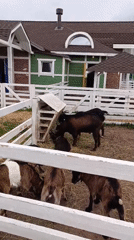 Goats milling around a hay-filled enclosure at what looks like a fair