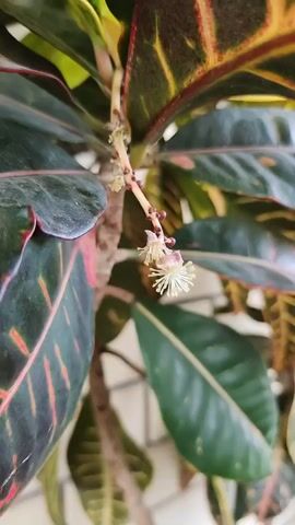 A close-up video pans across a croton plant, highlighting its vibrant leaves in shades of green, yellow, and red. Tiny white flowers are visible on a delicate stem in the center of the frame. The background consists of a light-colored, textured wall, possibly brick or cinder block. The lighting suggests it may be daytime, possibly indoors or in a shaded outdoor area.